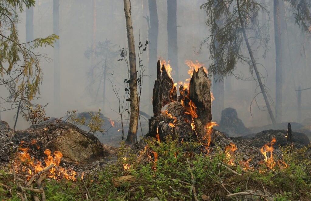 Prix granulés de bois 2023 : incendies et catastrophes naturelles ravageurs pour le bois de chauffage