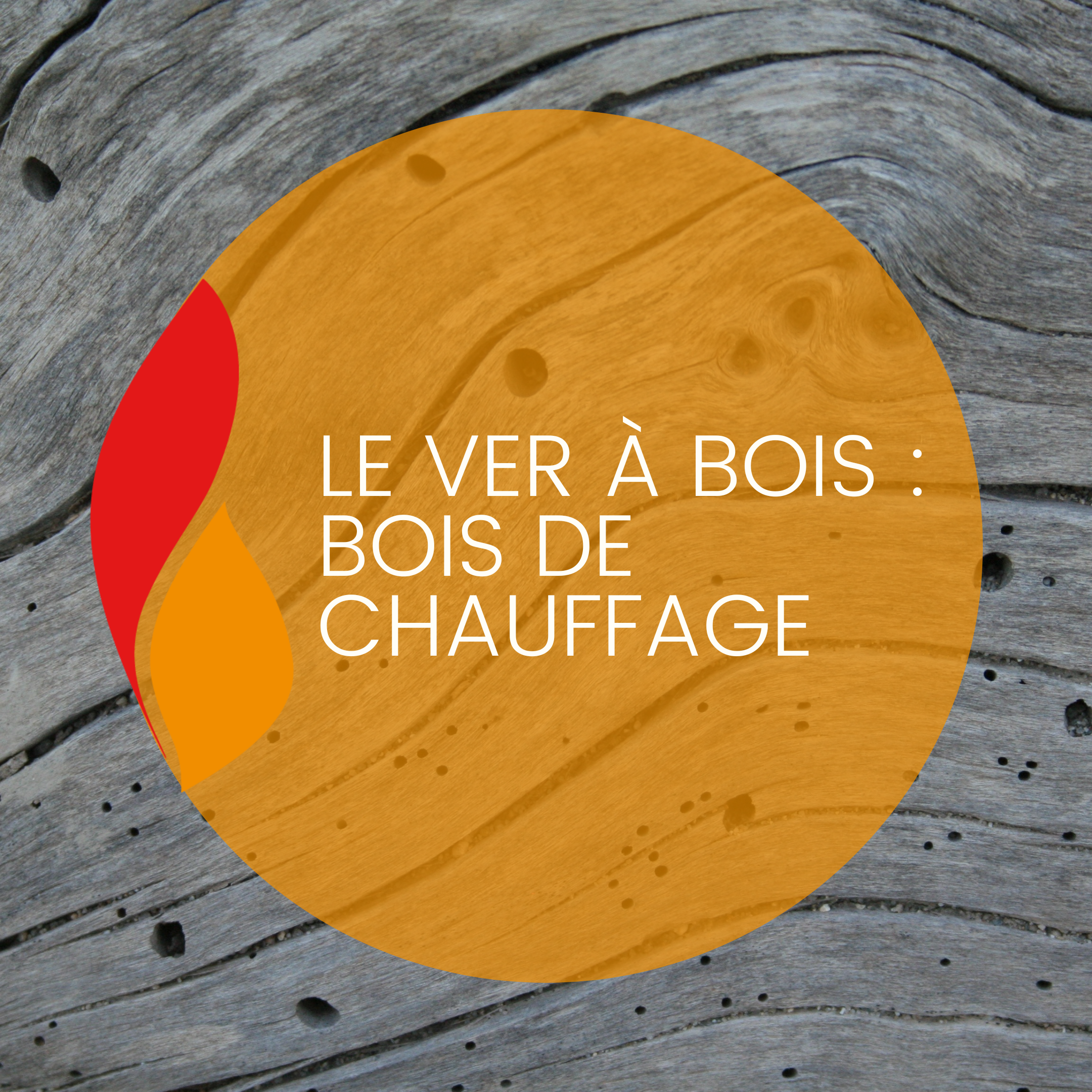 Lire la suite à propos de l’article Le ver à bois : bois de chauffage